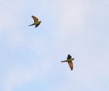Crimson-fronted Parakeets - Psittacara finschi