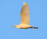 Cattle Egret - Bubulcus ibis (in the early morning light)