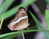 Banded Peacock - Anartia fatima