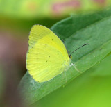 Mimosa Yellow - Pyrisitia nise nelphe