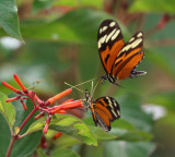 Tiger-striped Longwing - Heliconius ismenius clarescens