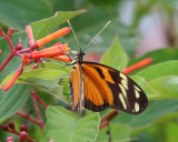 Tiger-striped Longwing - Heliconius ismenius clarescens