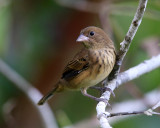 Blue-black Grassquit - Volatinia jacarina