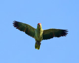 Red-lored Parrot - Amazona autumnalis