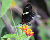 The Doris -  Heliconius doris