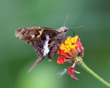 Blurry-striped Longtail - Chioides catillus albius