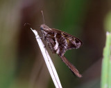 Blurry-striped Longtail - Chioides catillus albius
