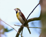 Dickcissel - Spiza americana