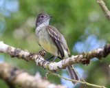 Yellow-bellied Elaenia - Elaenia flavogaster