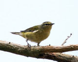 Tennessee Warbler - Oreothlypis peregrina