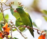 Orange-chinned Parakeet - Brotogeris jugularis