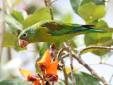 Orange-chinned Parakeet - Brotogeris jugularis