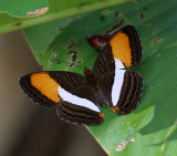 Smooth-banded Sister - Adelpha cytherea  