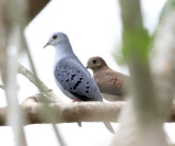 Blue Ground-Doves - Claravis pretiosa (male & female)