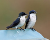 Mangrove Swallow - Tachycineta albilinea