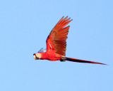 Scarlet Macaw - Ara macao