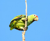 Red-lored Parrot - Amazona autumnalis