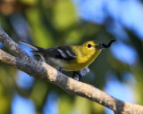 Yellow-throated Vireo - Vireo flavifrons