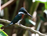 Green Kingfisher - Chloroceryle americana