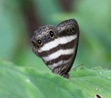 Banded White Ringlet - Pareuptychia ocirrhoe 