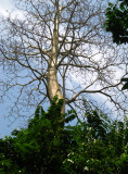 Trees along river