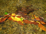 Leaves in river