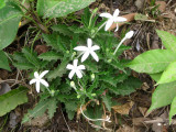 Star of Bethlehem - Hippobroma longiflora