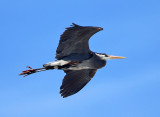 Great Blue Heron - Ardea herodias