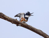 Belted Kingfisher - Megaceryle alcyon