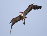 Great Blue Heron - Ardea herodias