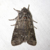 10014 - Roland's Sallow - Psaphida rolandi