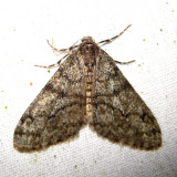 6660 – Small Phigalia - Phigalia strigataria