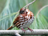 Fox Sparrow - Passerella iliaca