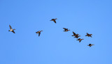 Wood Ducks - Aix sponsa