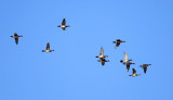 Wood Ducks - Aix sponsa