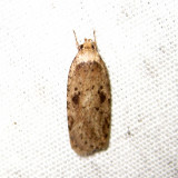 0878  Canadian Agonopterix Moth  Agonopterix canadensis