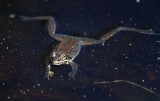 Wood Frog - Lithobates sylvaticus