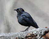 Rusty Blackbird - Euphagus carolinus