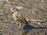 Song Sparrow - Melospiza melodia