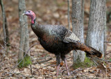 Wild Turkey - Meleagris gallopavo