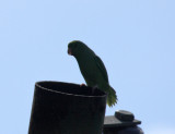 Green-rumped Parrotlet - Forpus passerinus