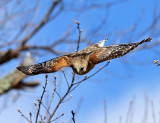 Red-shouldered Hawk - Buteo lineatus