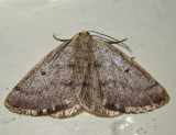 6668  Gray Spring Moth  Lomographa glomeraria