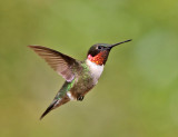 Ruby-throated Hummingbird - Archilochus colubris