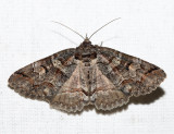 8703 - Pine False Looper - Zale duplicata