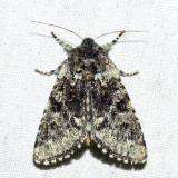 10007- Major Sallow - Feralia major