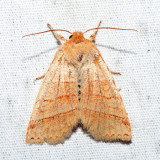 9929 - Mustard Sallow - Pyreferra hesperidago