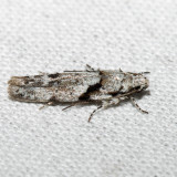 1851  Stripe-backed Moth  Arogalea cristifasciella