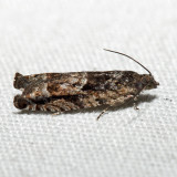 3263 - Pecan Bud Moth - Gretchena bolliana