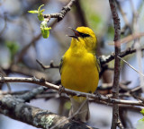 Blue-winged Warbler - Vermivora cyanoptera